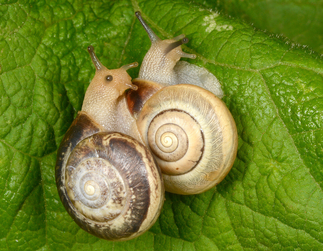 Kentish snails