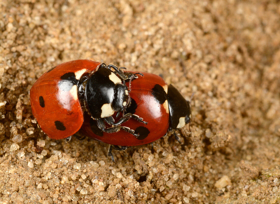 7-spot ladybirds mating