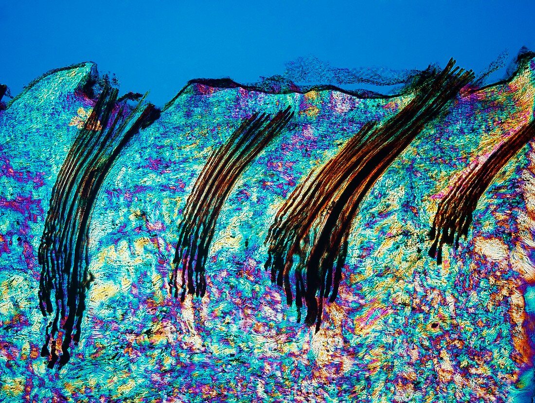 Camel skin and hair,light micrograph