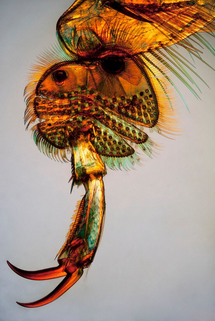 Great diving beetle leg,light micrograph