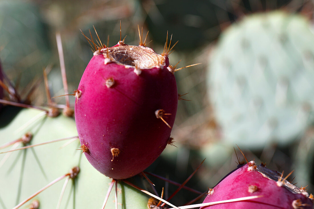 Prickly pear (Opuntia sp.) fruit