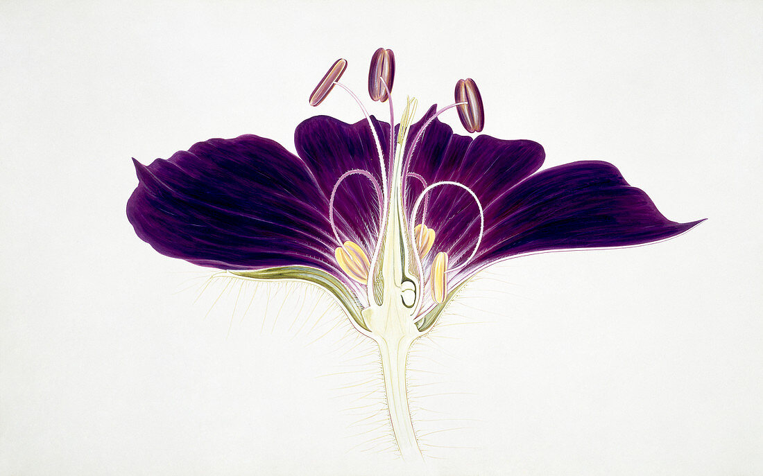 Geranium phaeum flower,illustration