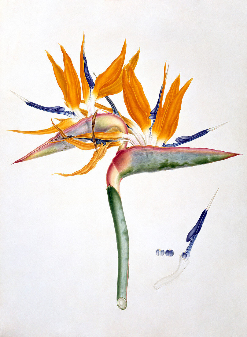 Strelitzia reginae flowers,illustration