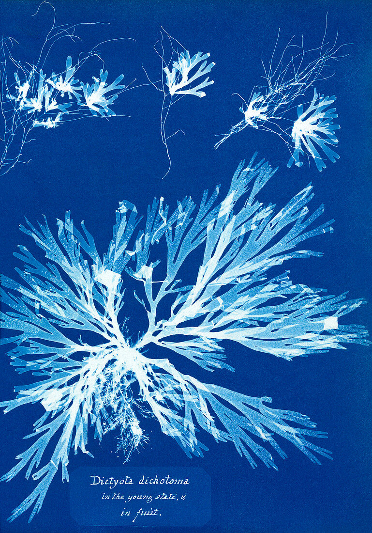 Brown alga,cyanotype