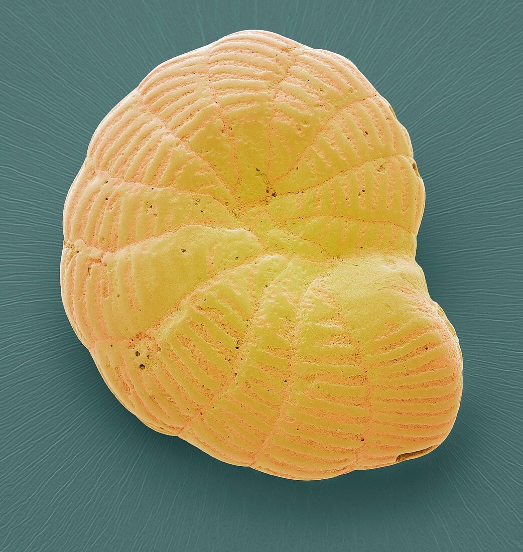 Foraminiferan microfossil,SEM