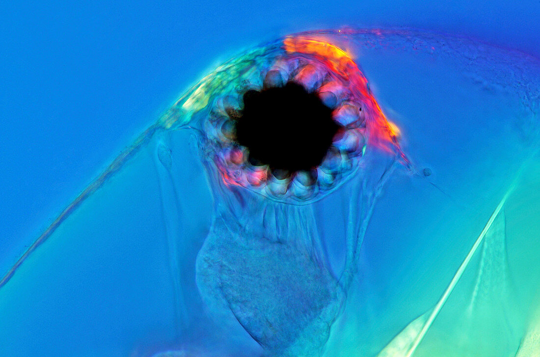 Water flea eye,light micrograph
