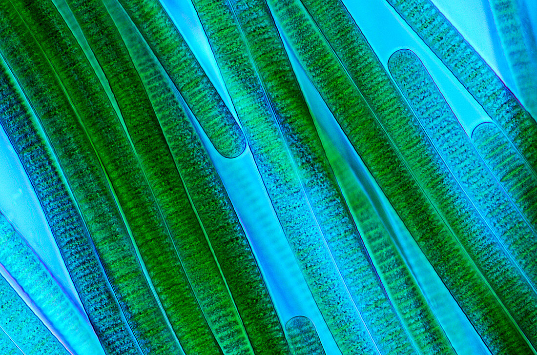 Oscillatoria cyanobacteria,micrograph