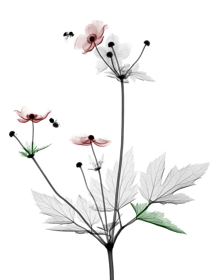 Anemone flowers,coloured X-ray