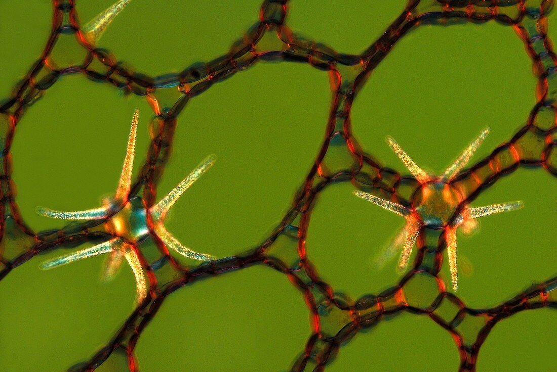 Water lily stem,light micrograph