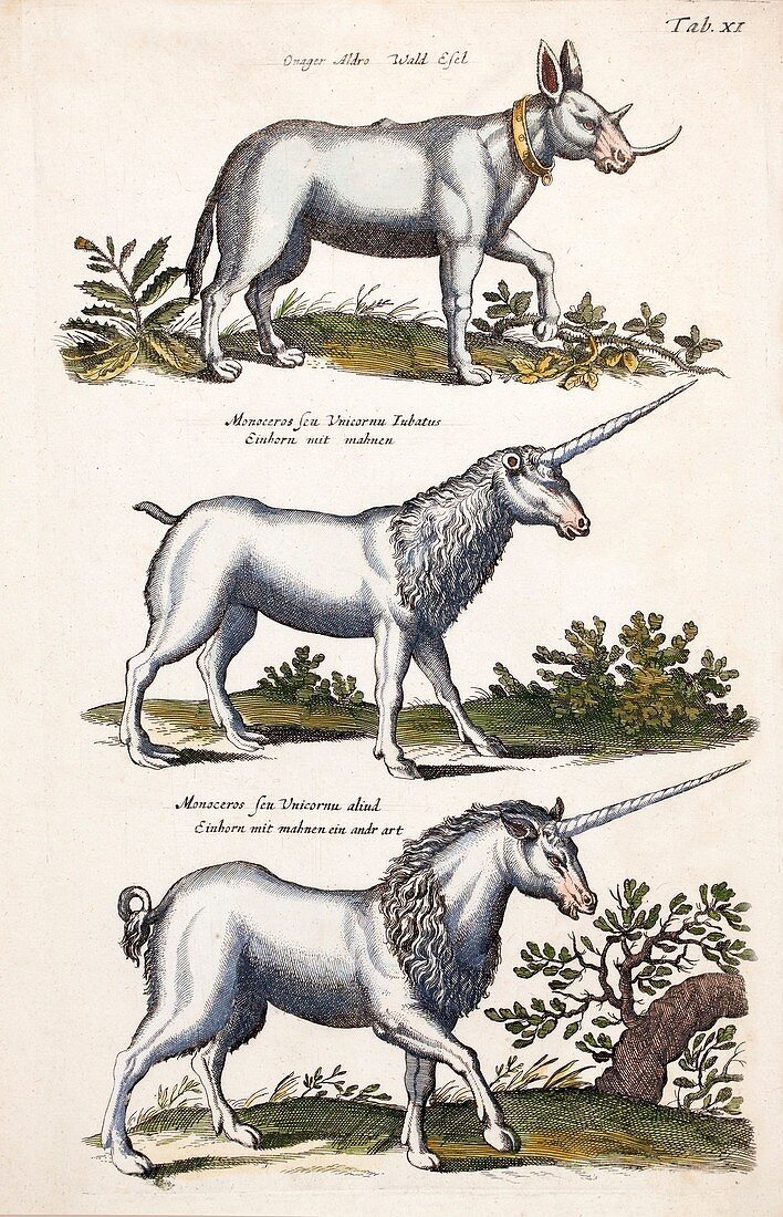 1657 Merian Unicorns monoceros