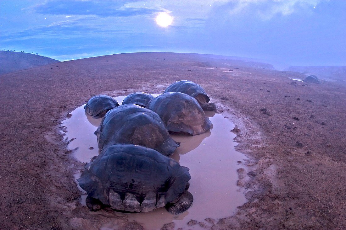 Giant Galapagos Tortoise Volcano night