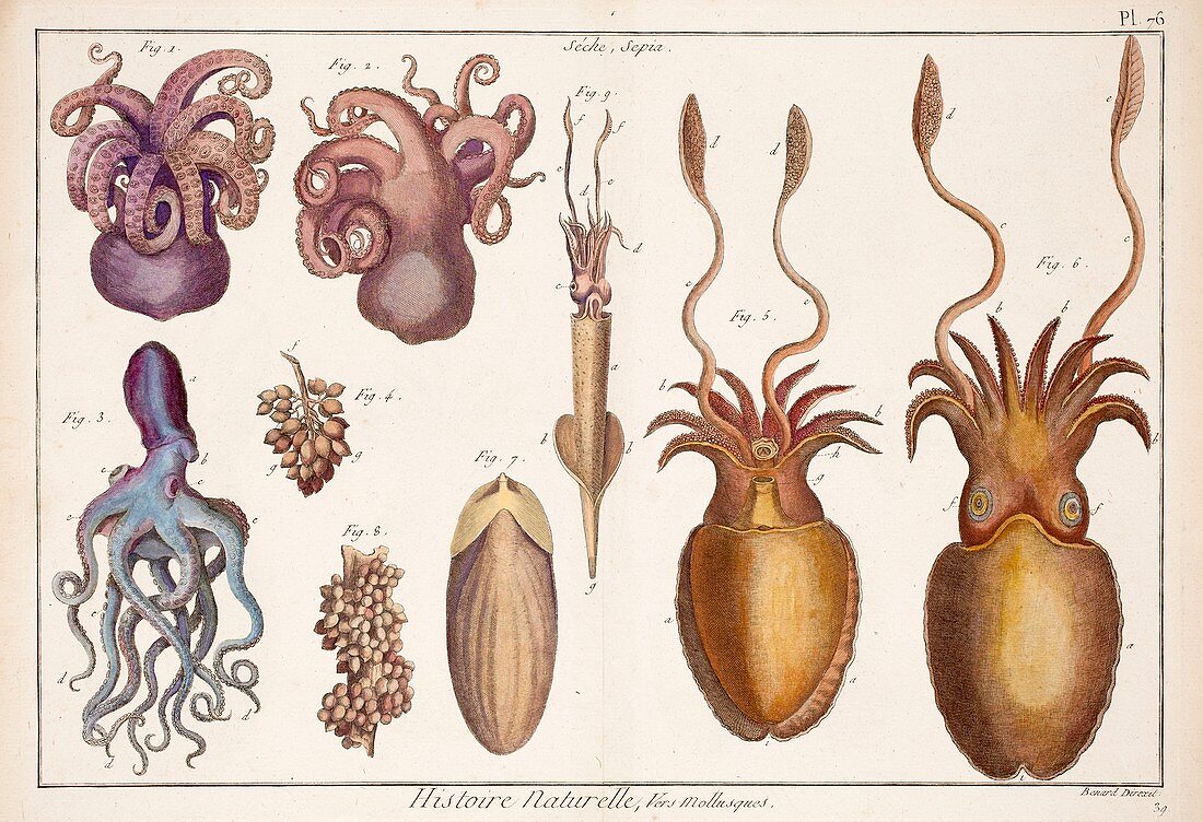 1792 Lamarck illustration octopus squid