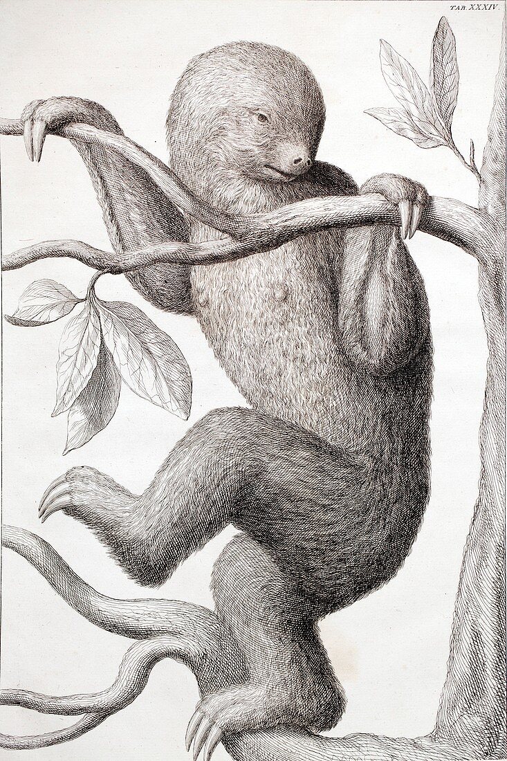 1735 Two toed sloth from Albertus Seba
