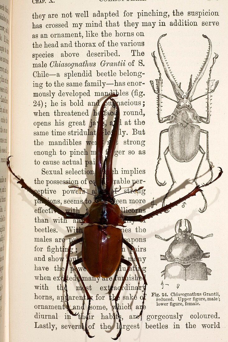 1871 Darwin's Beetle and sexual selection