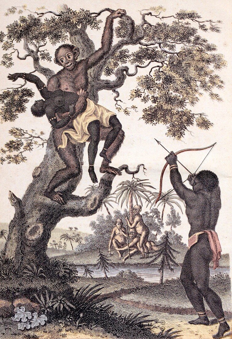 1795 Ape abducts woman Sibly Chimp orang