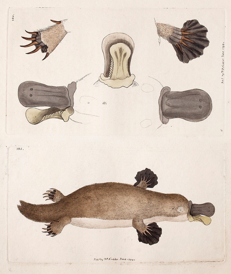 1799 Shaw's Platypus first description