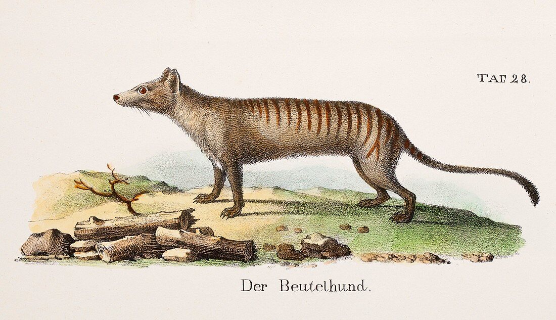 1840 Brodtmann Thylacine Tasmanian Wolf