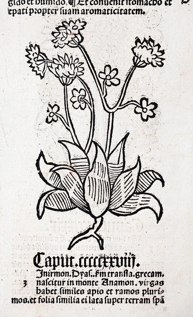 1491 Herb illustration Hortus Sanitatis