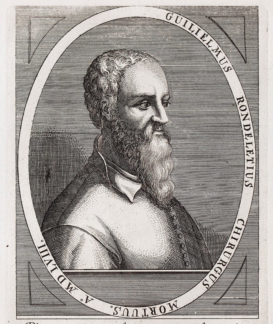 1566 Guillame Rondelet Portrait naturalis