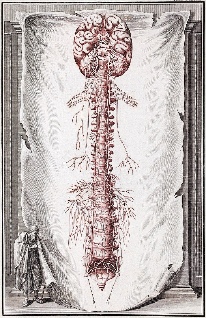 1731 Human brain spine dissection vesling