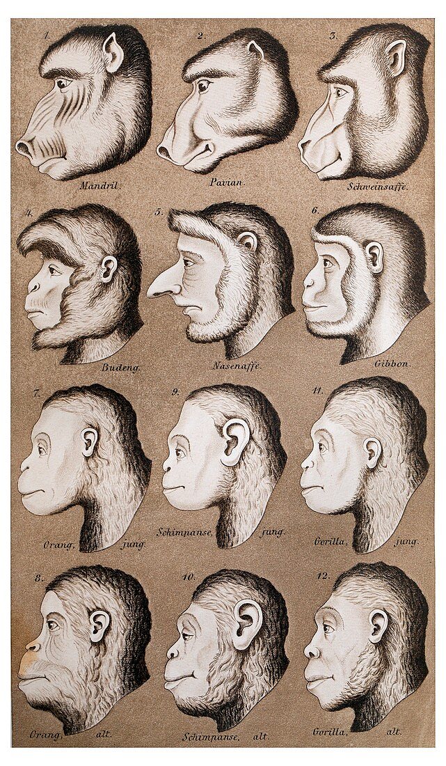 1870 Haeckel ape monkey illustration