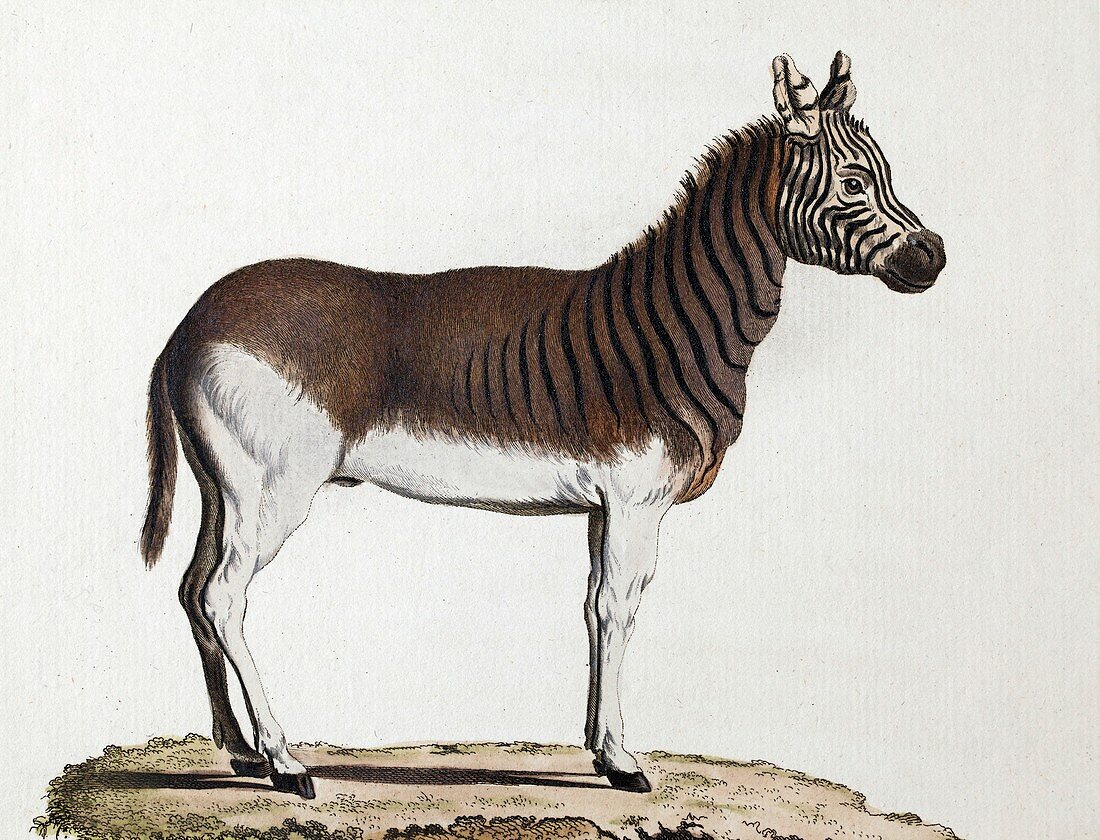 1883 Schreber extinct Quagga zebra plate