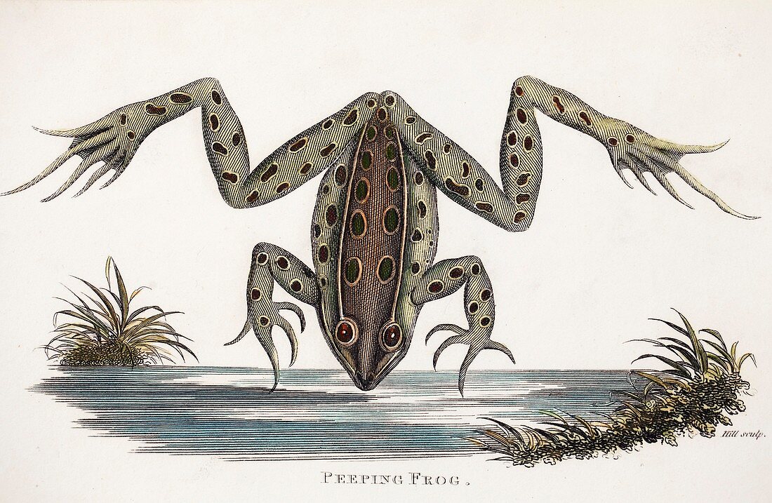 1802 Shaw Leopard Frog Rana pipiens