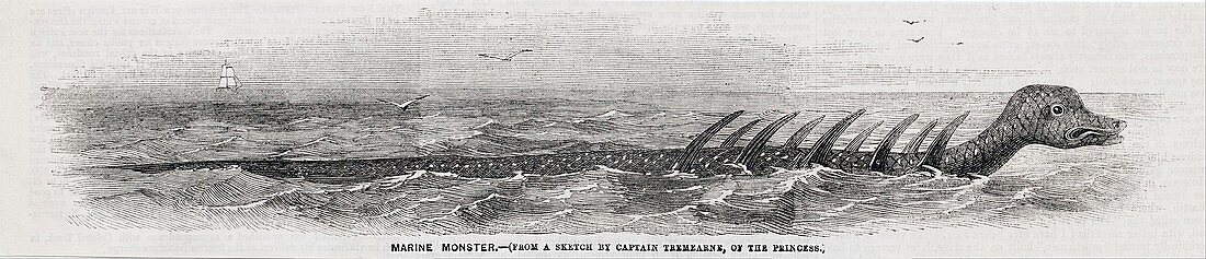 1856 Princess many-finned Sea Monster