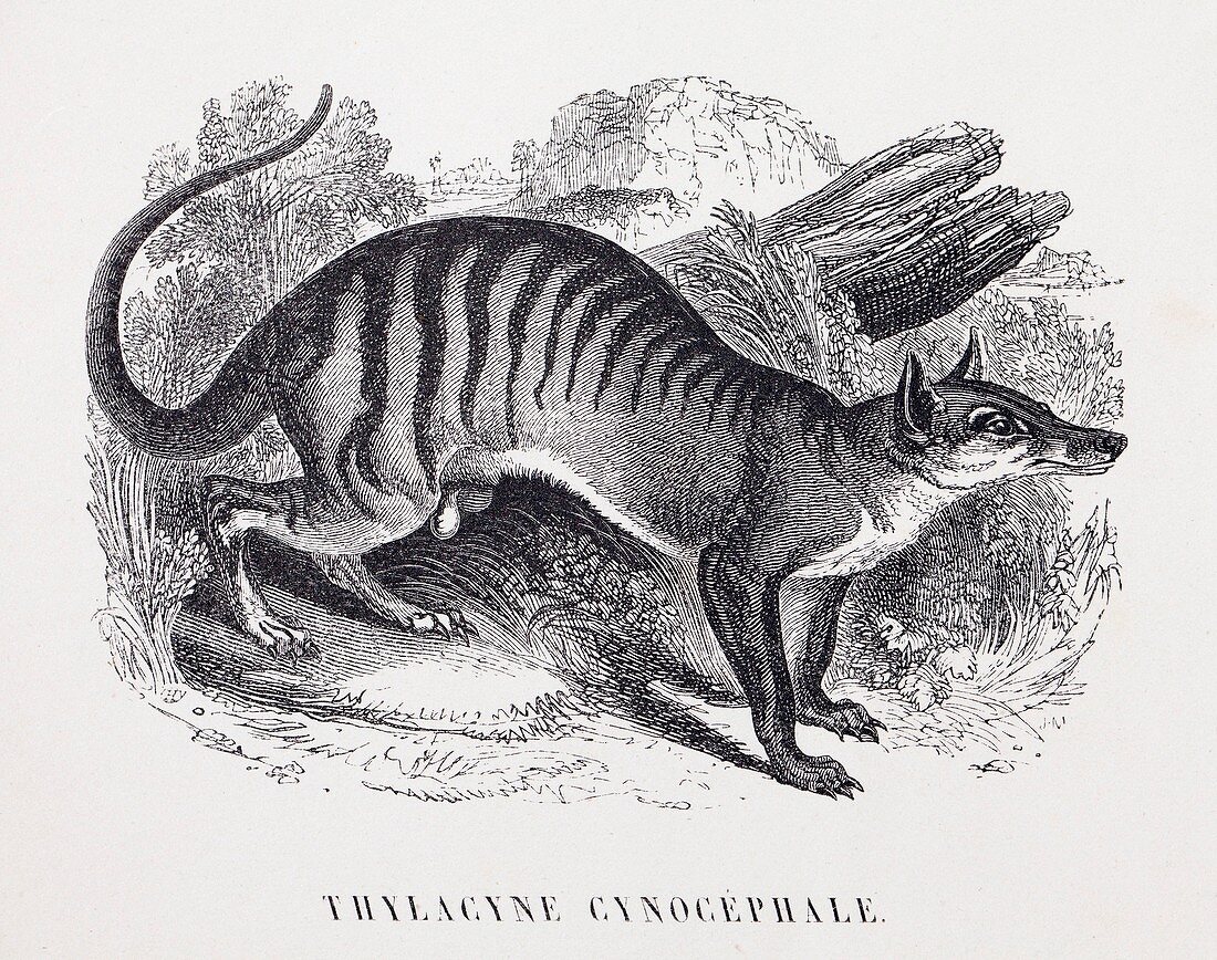 1853 Maout extinct Thylacine cynocephale