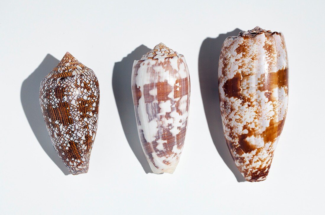Three Conus Cone shells that can kill man