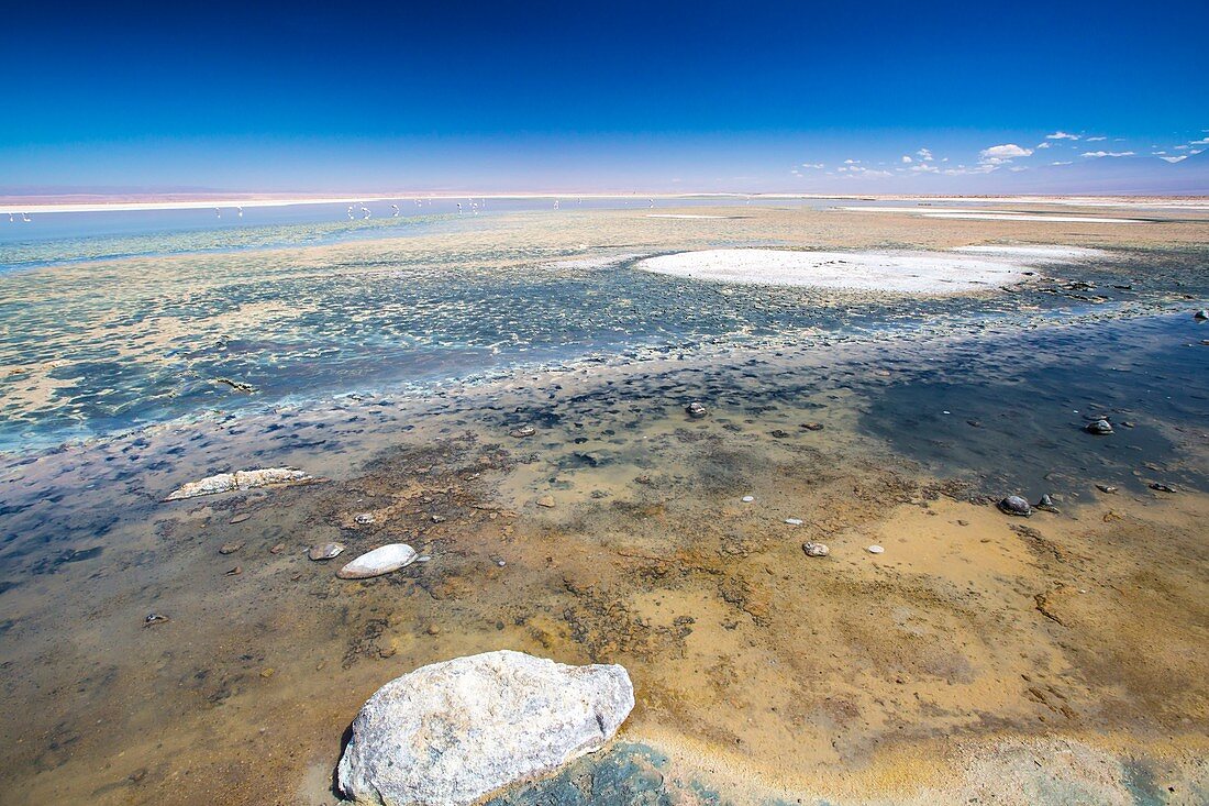 Laguna Chaxa,Atacama Desert,Chile