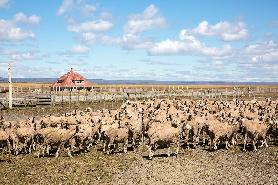 Sheared sheep on a Patagonian estancia
