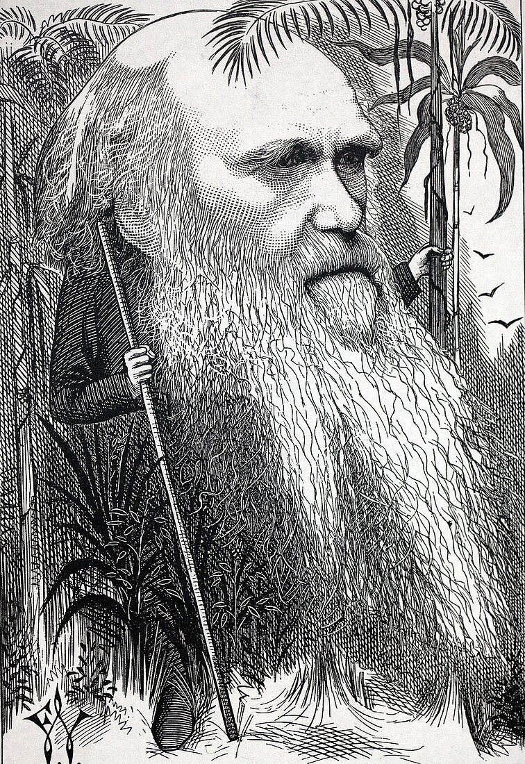 1873 Darwin in the woods cartoon by Waddy