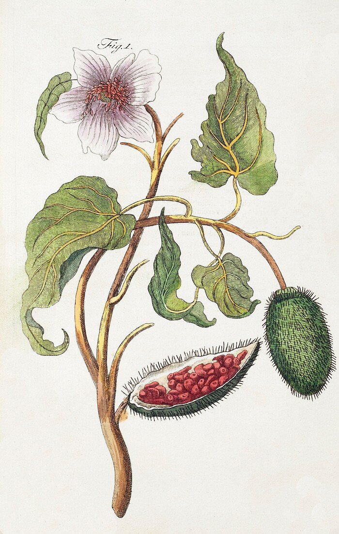 1795 Achiote Bixa orellana illustration