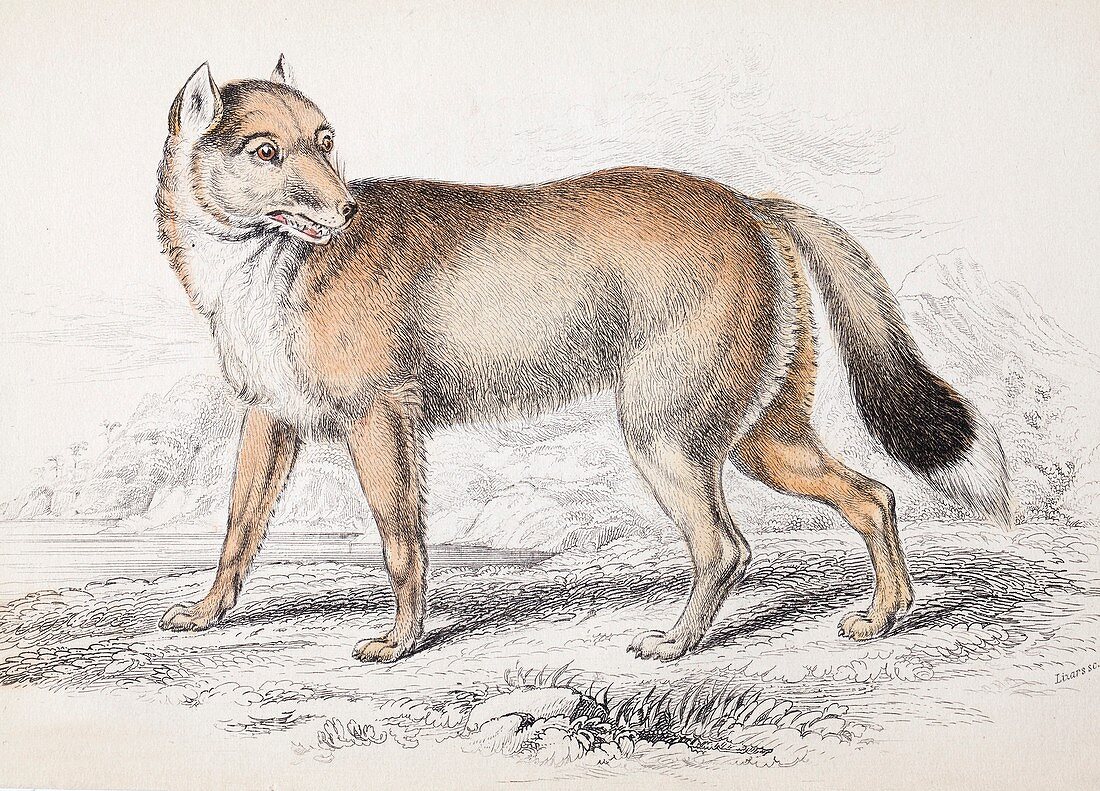 1839 Jardine Falkland's Islands Wolf
