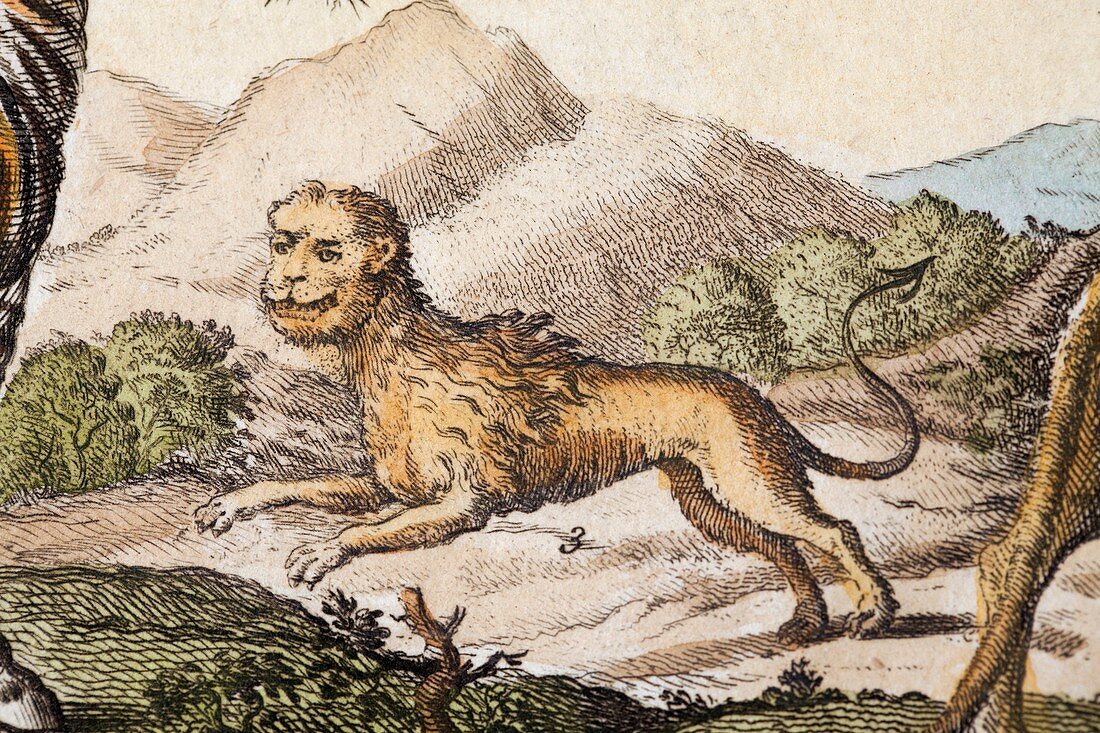 1705 African Manticore of Ctesias