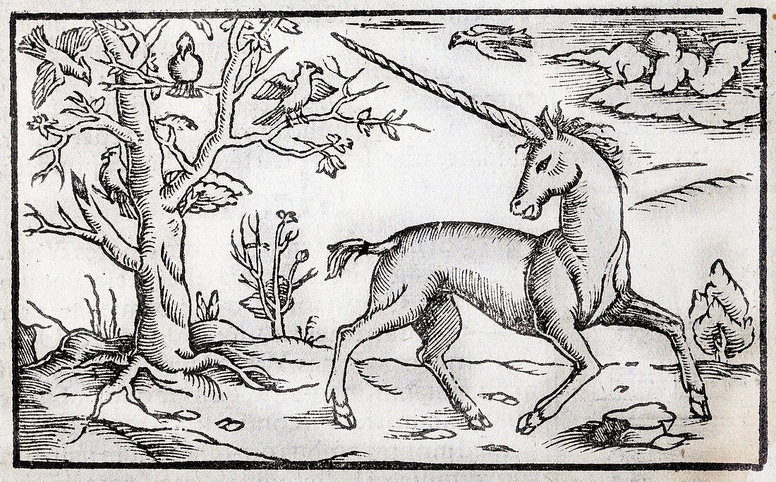 1560 Munster Unicorn engraving
