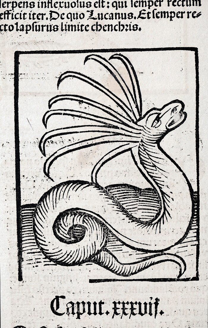 1491 Cerastes lure snake Hortus Sanitatis