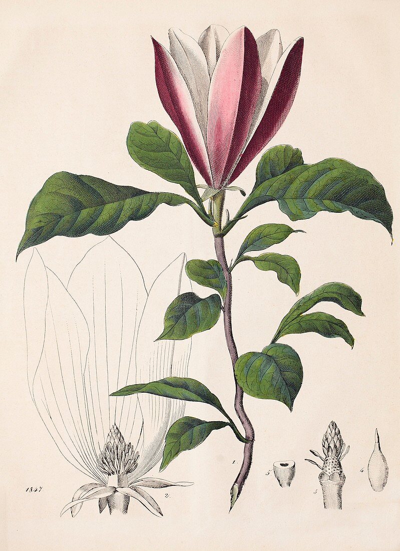 1847 Magnolia Primitive Flower bracts
