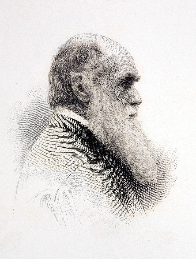 1874 Charles Darwin fine engraving Jeens