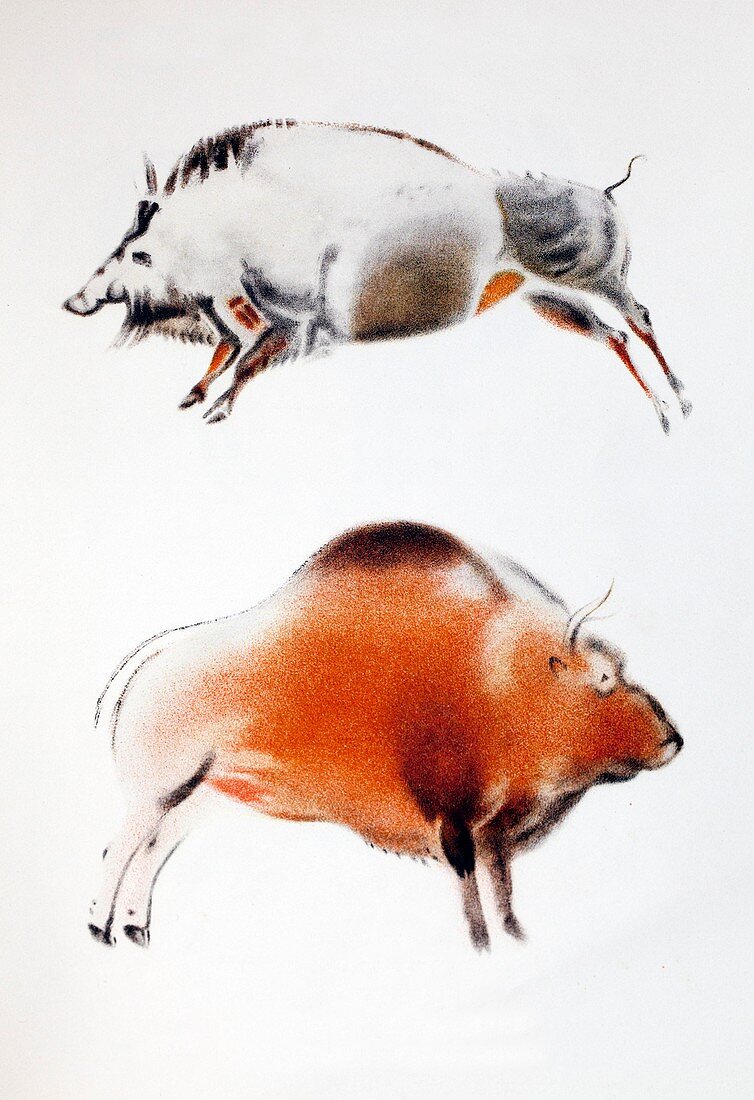 1916 Breuil Bison boar cave painting