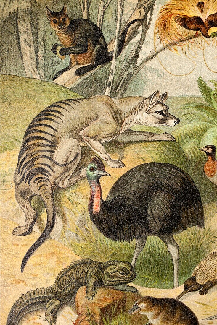 1892 Mutzel Thylacine Tasmanian Wolf