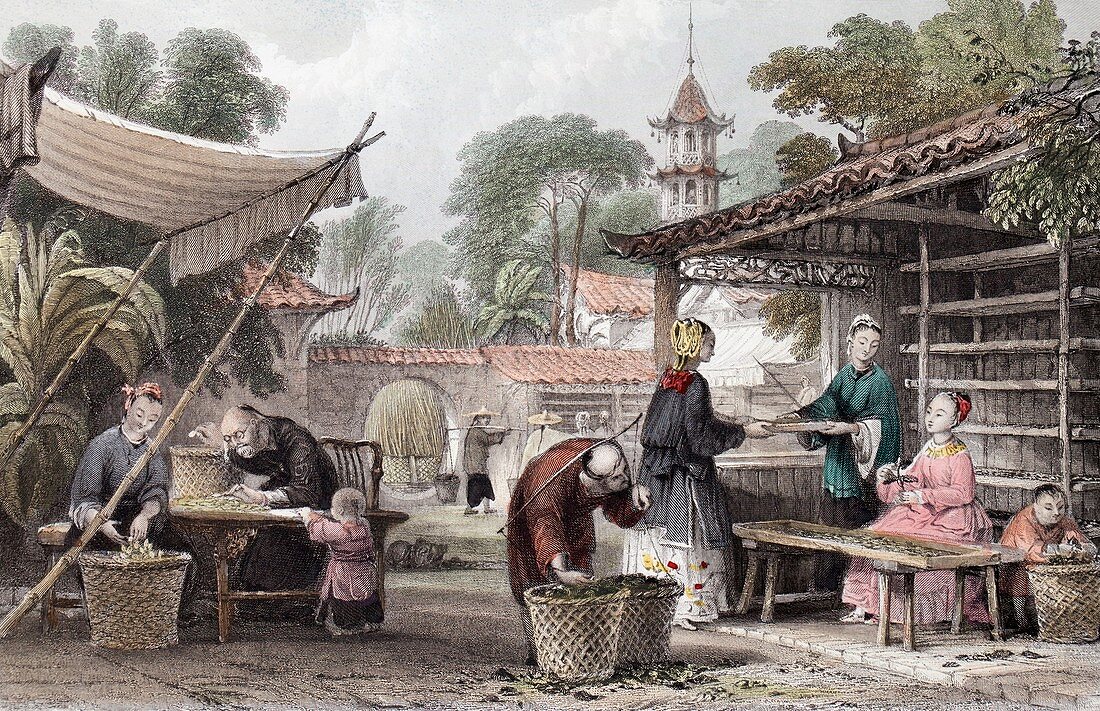 1843 Chinese silk silkworm manufacture