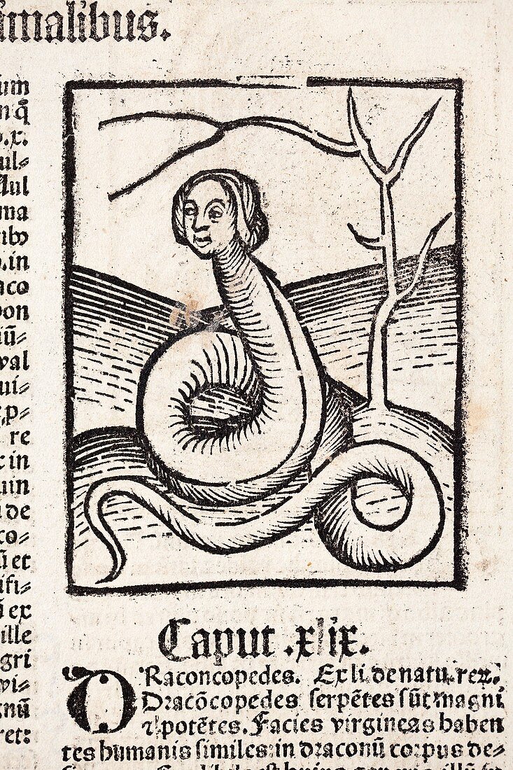 1491 Snake Woman Eve Hortus Sanitatis
