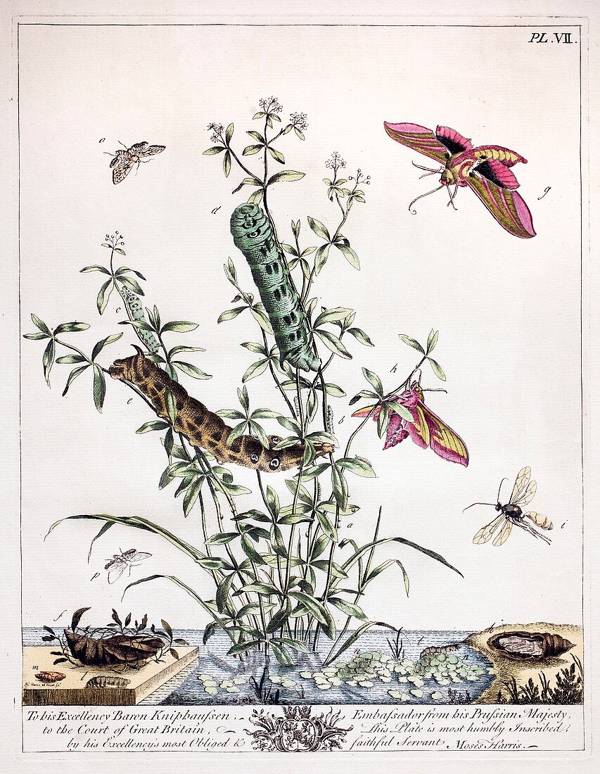 1766 Elephant Hawk Moth Harris Aurelian