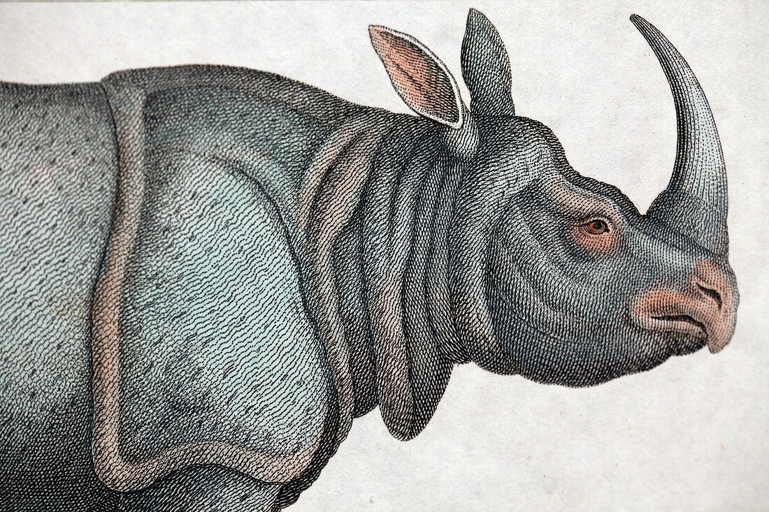 1823 Indian Rhinoceros colour engraving