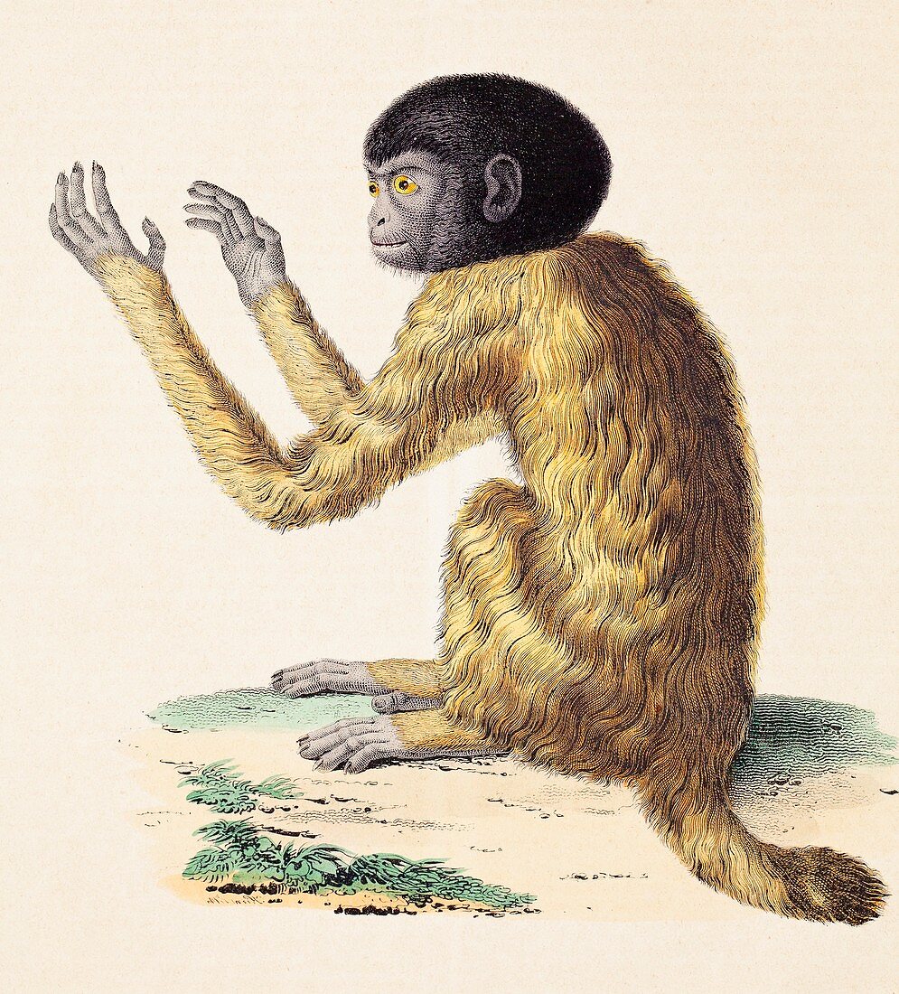 Humboldt's Black headed Uakari monkey pet