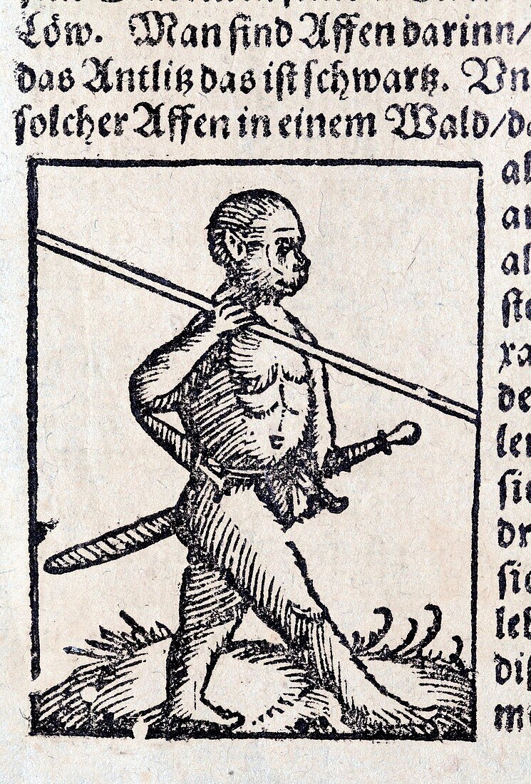 1560 Wild Man homo monkey warrior
