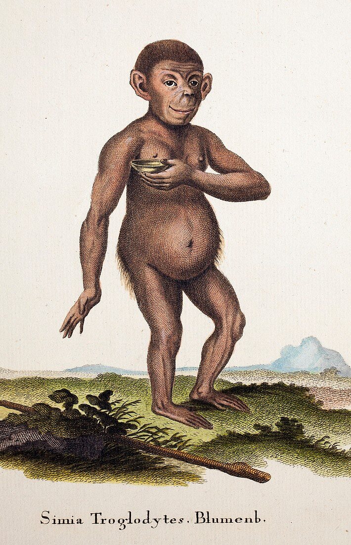 1776 Blumenbach Chimpanzee troglodytes