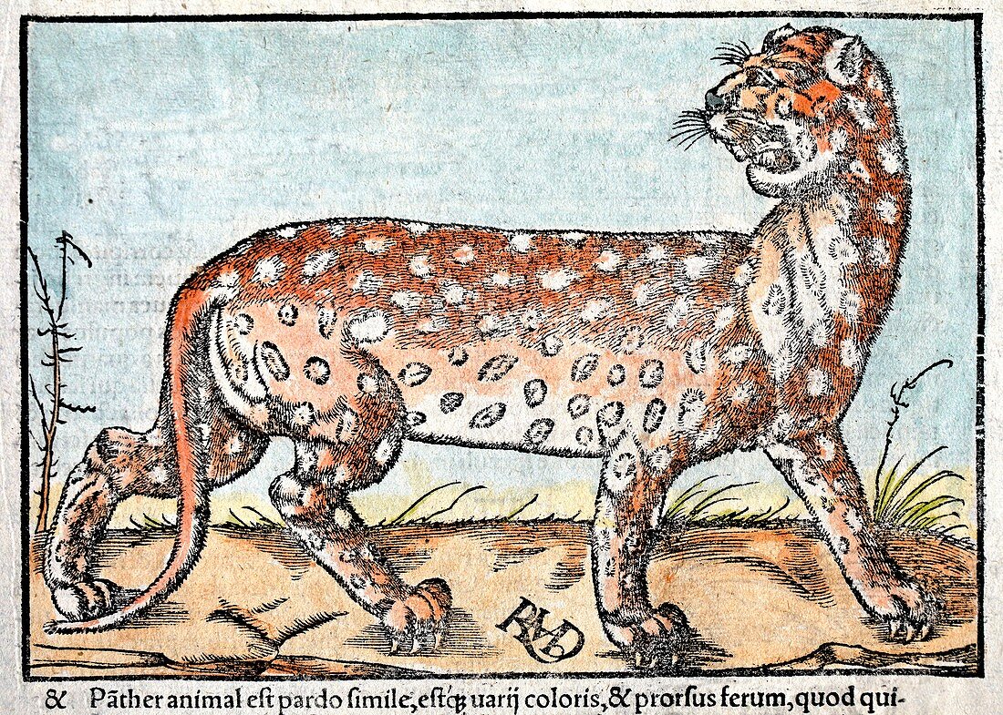 1560 Leopard Munster Cosmographia